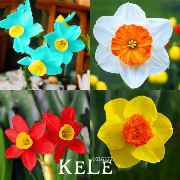 NARCISE - Achizitii FLORI 2017