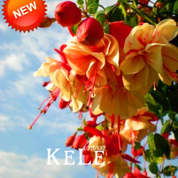 plante agățatoare - Achizitii FLORI 2017