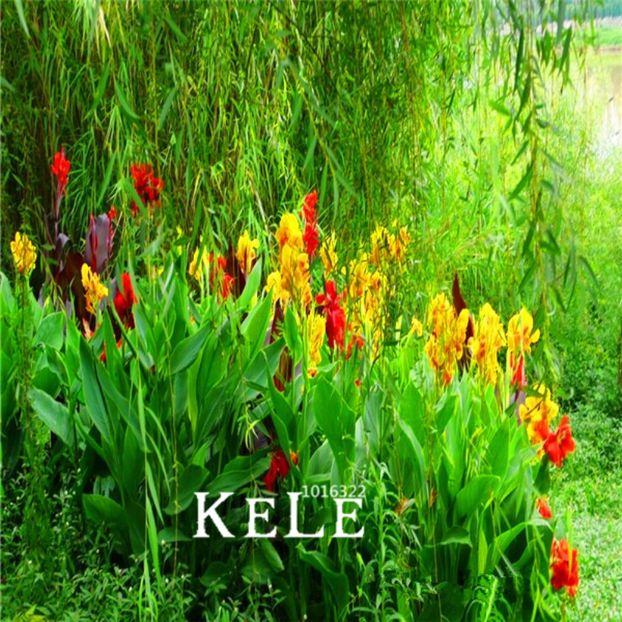 Canna crin - Achizitii FLORI 2017