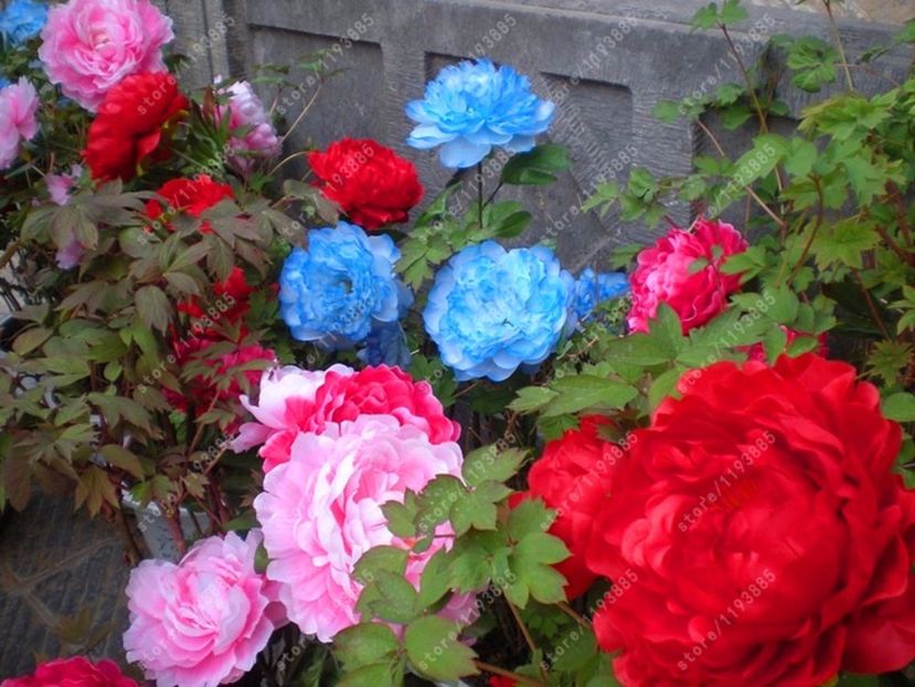 bujor - Achizitii FLORI 2017