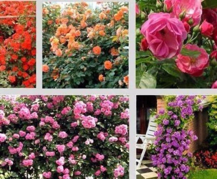 trandafiri cățărători - Achizitii FLORI 2017