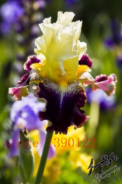 100pcs semințe de irisi - Achizitii FLORI 2017