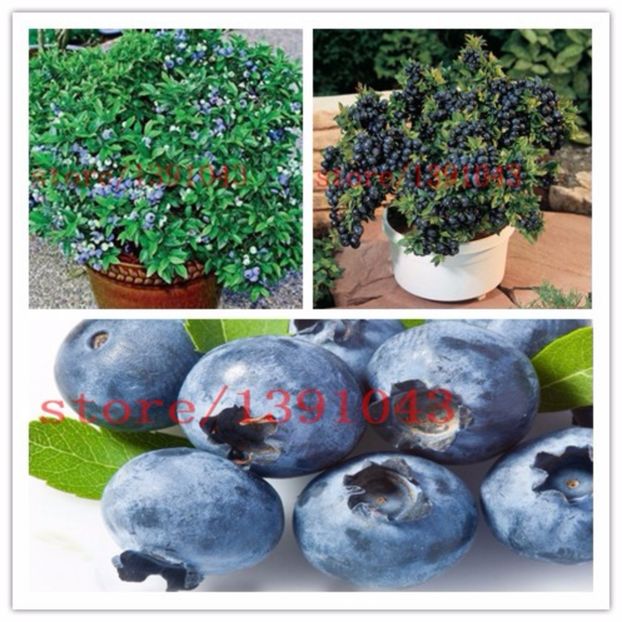 200 semințe de fructe/ afine - Achizitii FLORI 2017