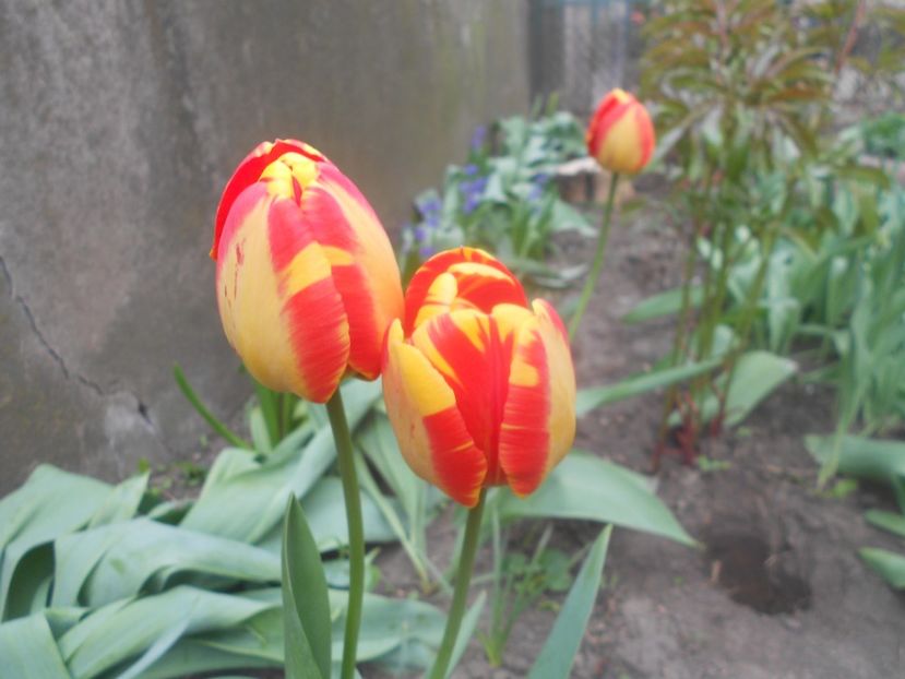 22 004 - De prin curte