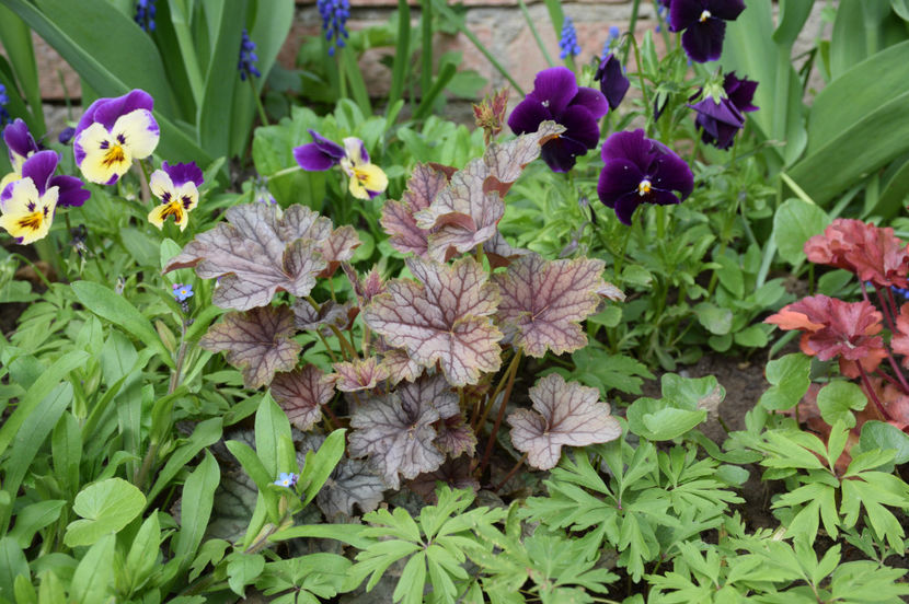 Heuchera Venus - 2017_Aprilie_Gradina Rozelor