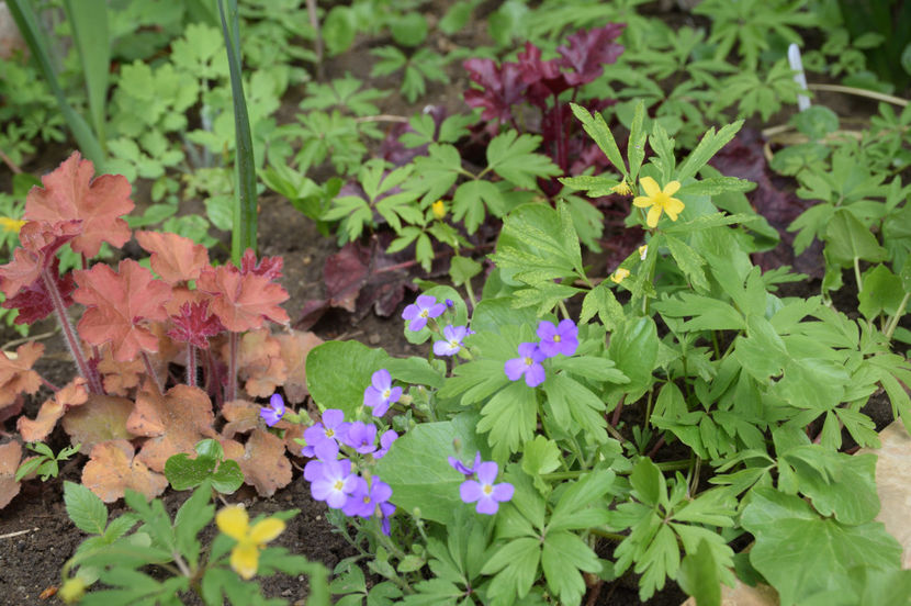 Heuchera Caramel si Aubrieta Kitte Blue - 2017_Aprilie_Gradina Rozelor