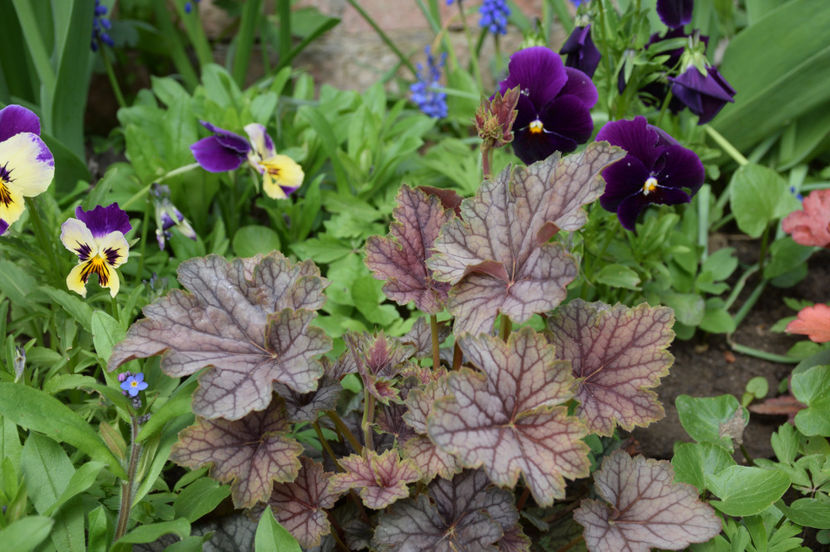 Heuchera Venus - 2017_Aprilie_Gradina Rozelor