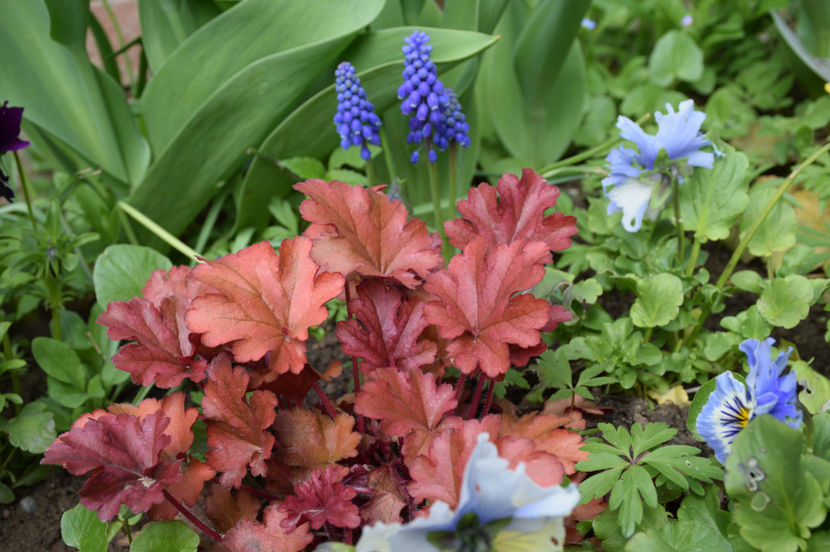 Heuchera Paprika - 2017_Aprilie_Gradina Rozelor