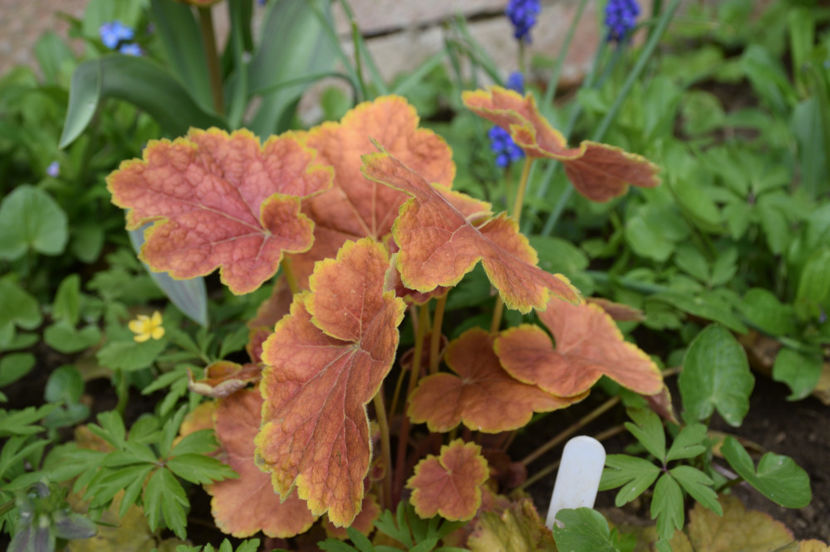 Heuchera Tiramisu - 2017_Aprilie_Gradina Rozelor