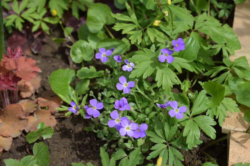 Aubrieta Kitte Blue - 2017_Aprilie_Gradina Rozelor