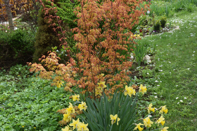 Acer Katsura - 2017_Aprilie_Gradina Rozelor