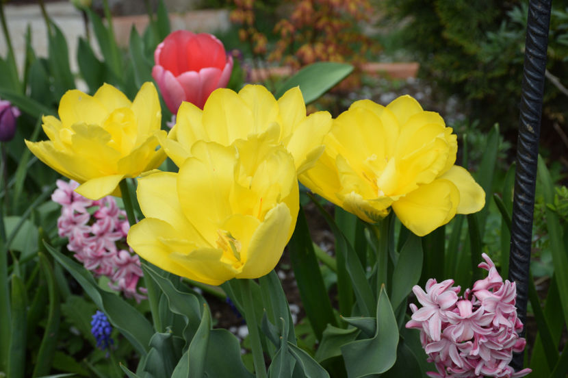 Tulip Monte Carlo - 2017_Aprilie_Gradina Rozelor