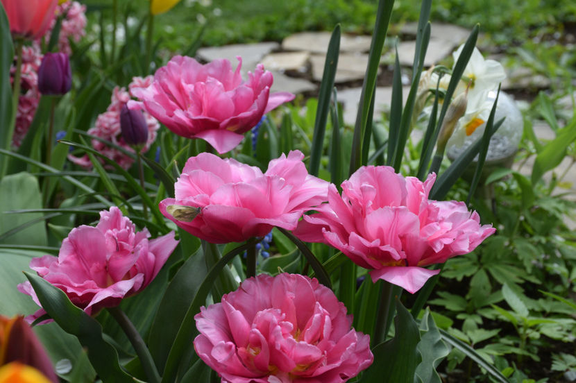 Tulip Dior - 2017_Aprilie_Gradina Rozelor