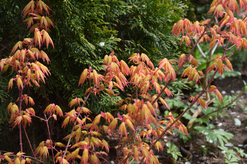 Acer Orange Dream - 2017_Aprilie_Gradina Rozelor