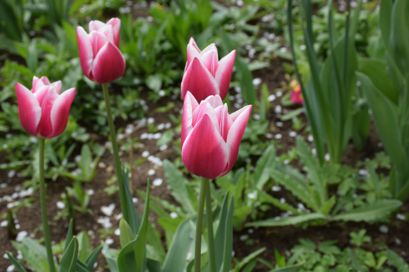 Tulip Leo Viser - 2017_Aprilie_Gradina Rozelor