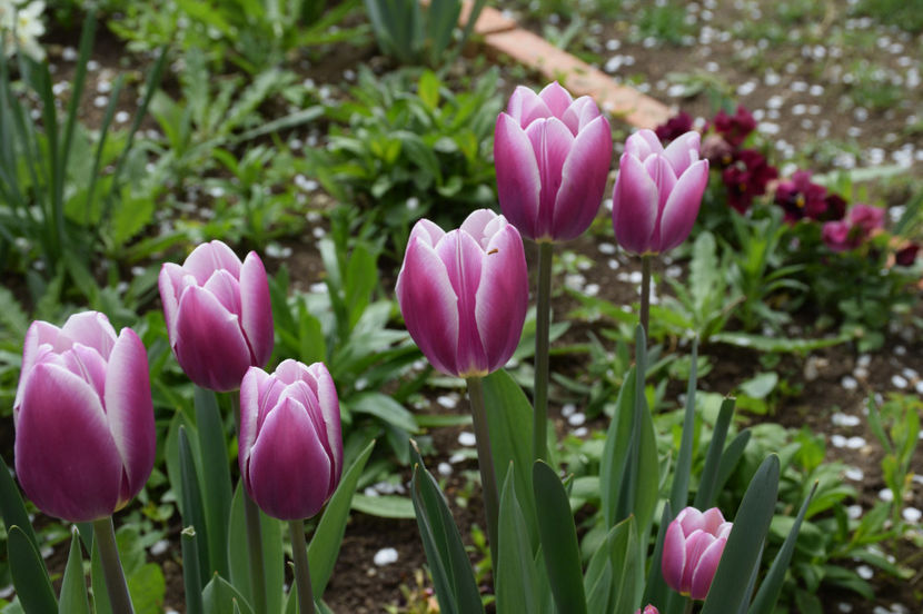 Tulip Arabian Mystery - 2017_Aprilie_Gradina Rozelor