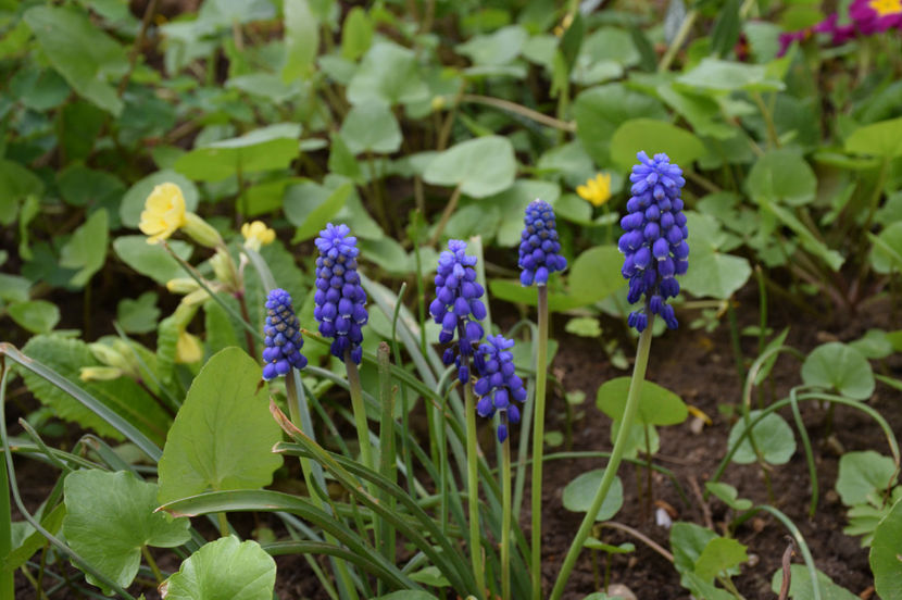 Muscari Armericum - 2017_Aprilie_Gradina Rozelor