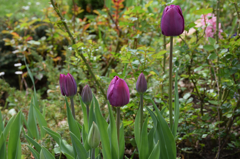 Tulip Purple Prince - 2017_Aprilie_Gradina Rozelor