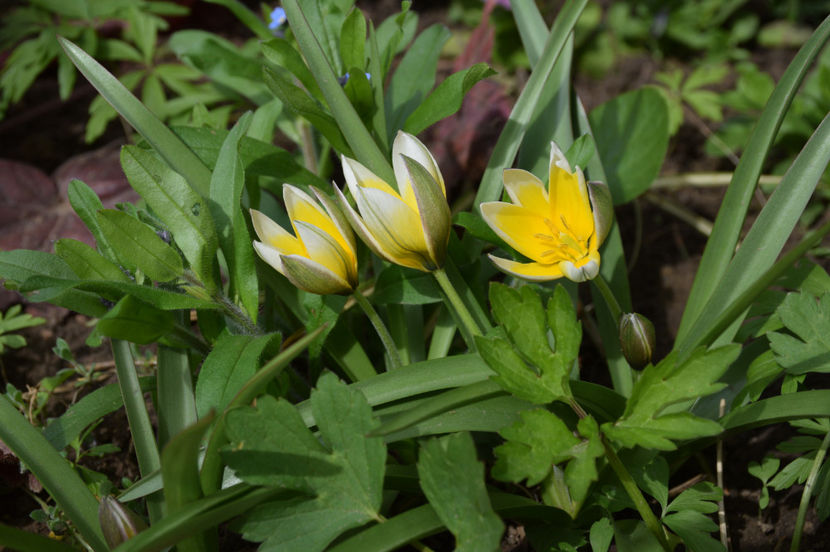 Tulip Tarda - 2017_Aprilie_Gradina Rozelor