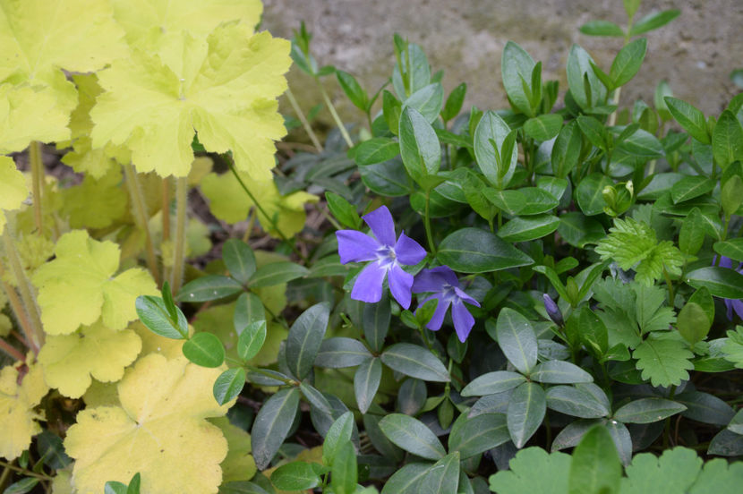 Heuchera Citronelle si Vinca Minor - 2017_Aprilie_Gradina Rozelor