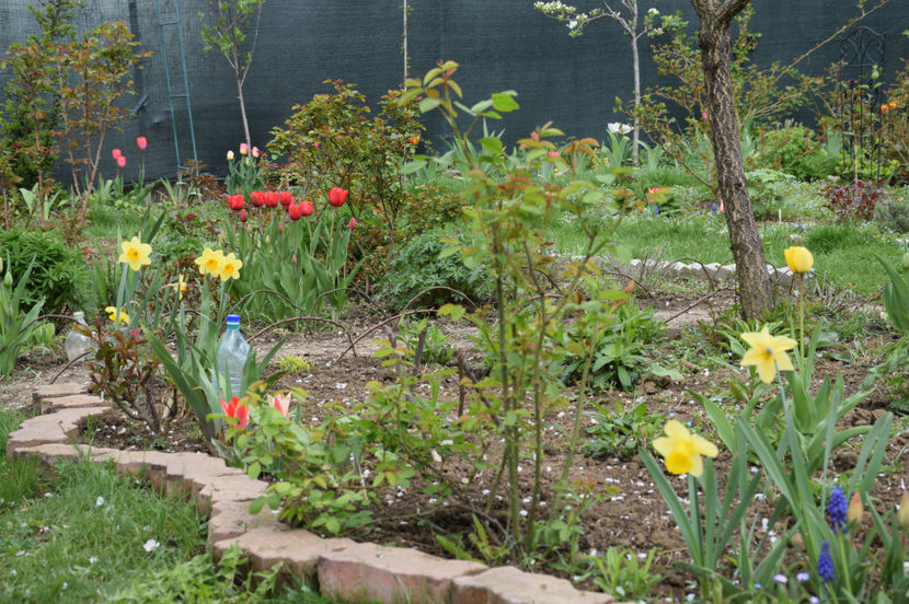 Narcise Starkl gift :-) - 2020 Narcise