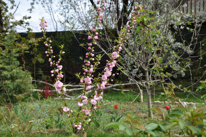 Prunus Triloba prima inflorire - 2017 Aprilie_Idilic Garden