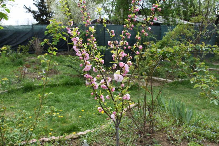 Prunus Triloba - 2017 Aprilie_Idilic Garden