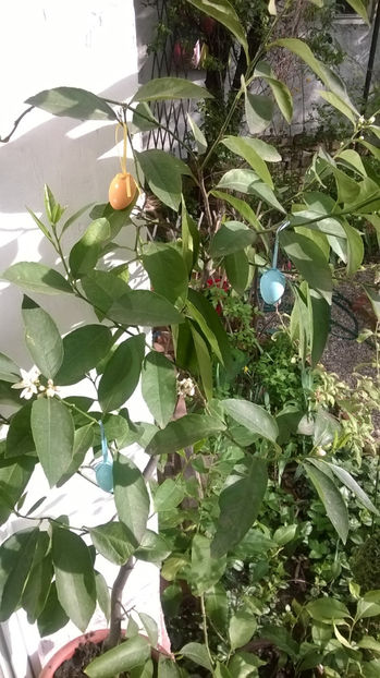 micutul meu Lime - Gradina 2017