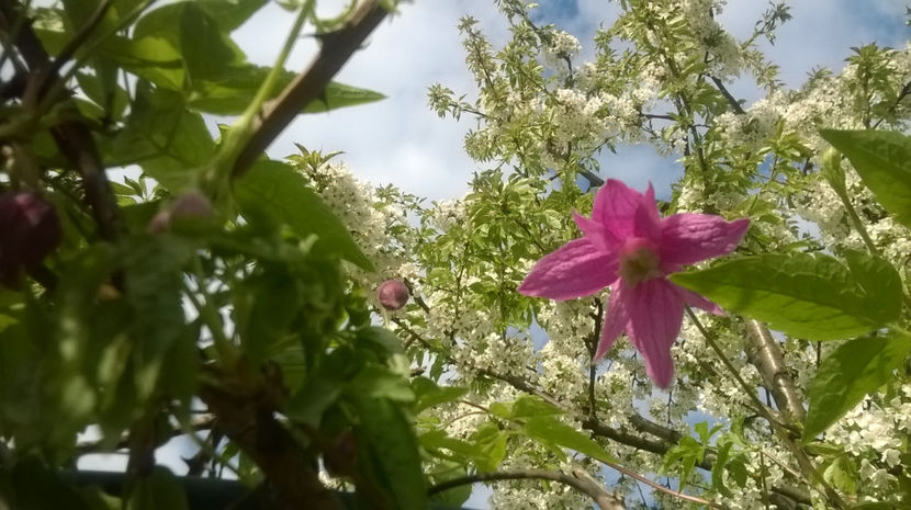 clematis Constance - Gradina 2017