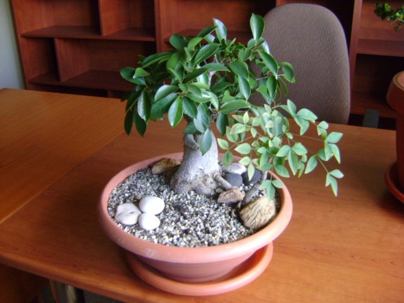 Ficus ginseng & Nandina domestica nana - Bonsai si prebonsai 2016-2017