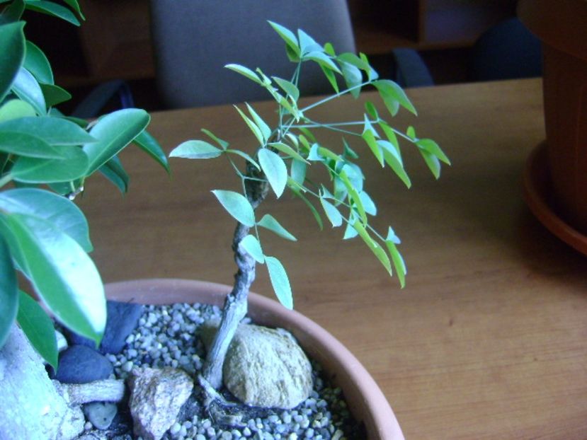 Nandina domestica nana - Bonsai si prebonsai 2016-2017