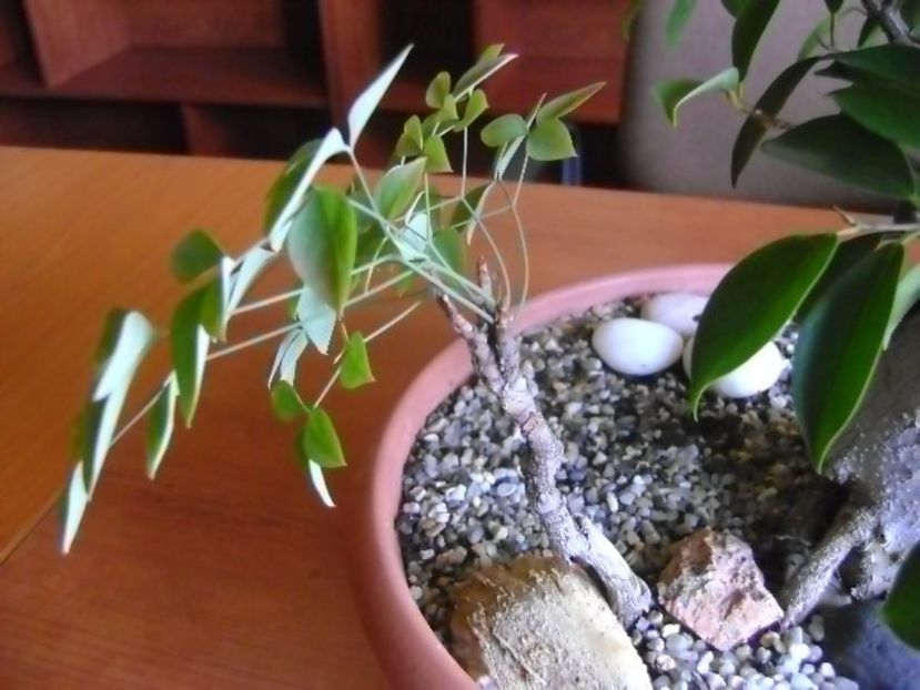 Nandina domestica nana - Bonsai si prebonsai 2016-2017