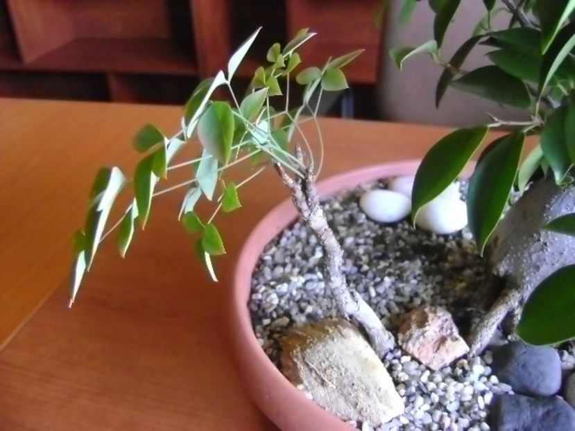Nandina domestica nana - Bonsai si prebonsai 2016-2017