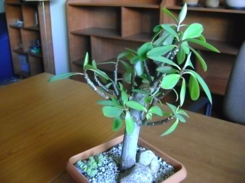 Euphorbia umbellata (Synadenium grantii) - Bonsai si prebonsai 2016-2017