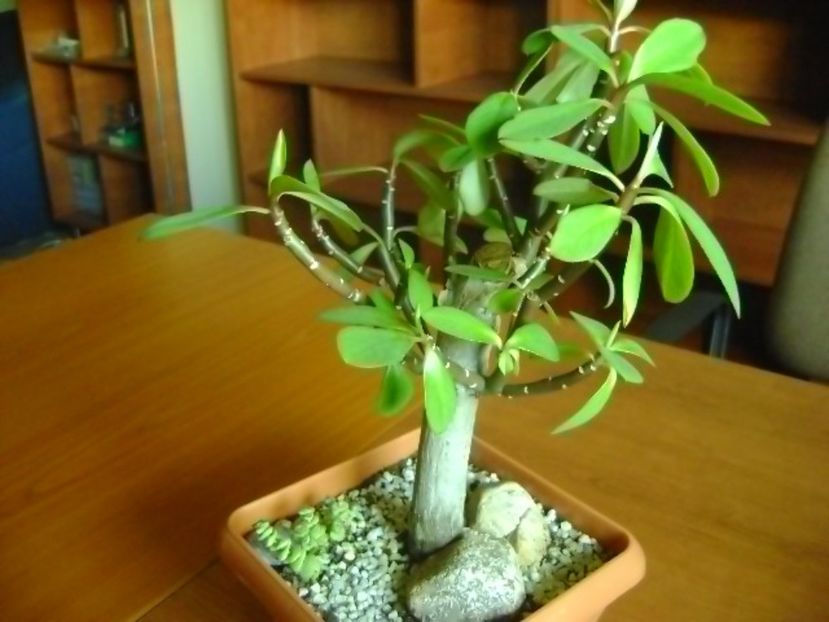 Euphorbia umbellata (Synadenium grantii) - Bonsai si prebonsai 2016-2017