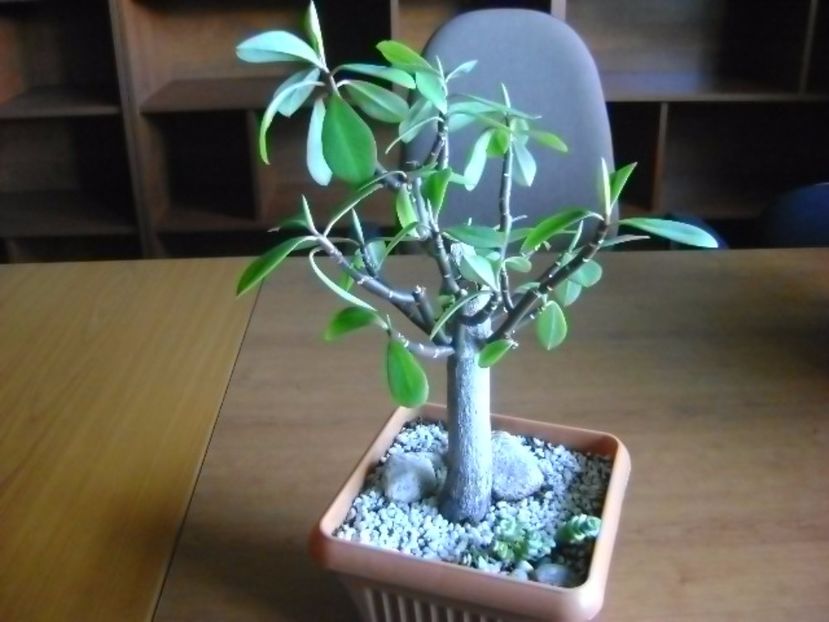 Euphorbia umbellata (Synadenium grantii) - Bonsai si prebonsai 2016-2017