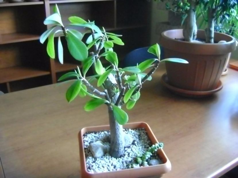 Euphorbia umbellata (Synadenium grantii) - Bonsai si prebonsai 2016-2017