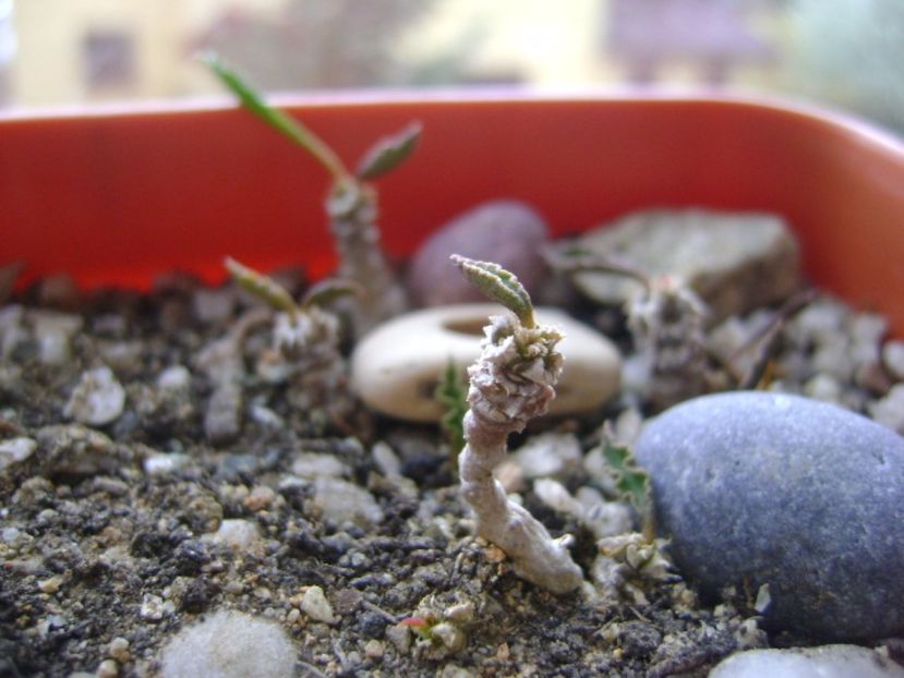 Euphorbia decaryi - Caudiciforme si bulbi 2017