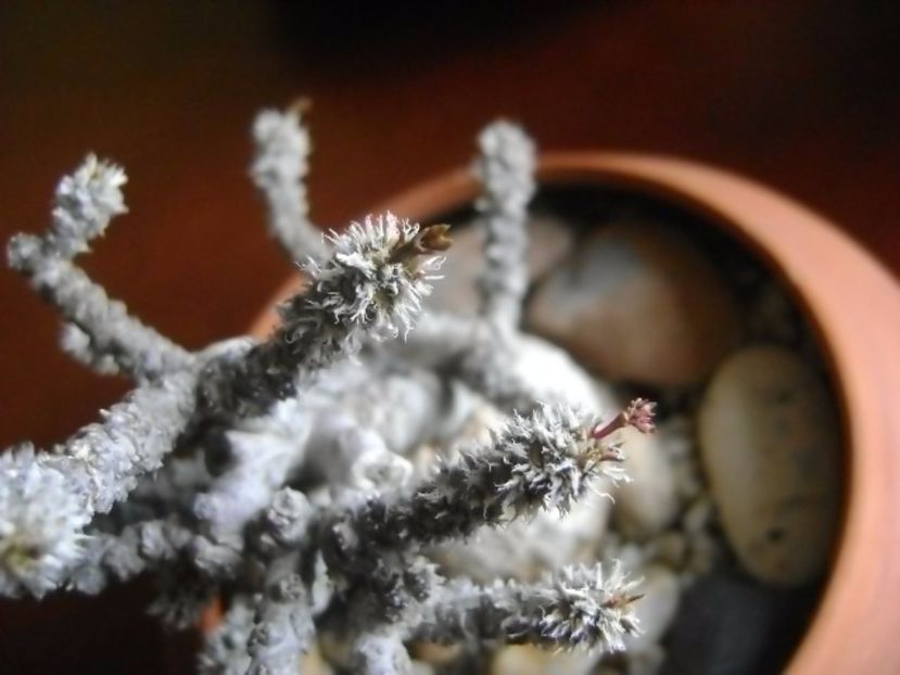 Euphorbia suzannae-marnierae, inceput de vegetatie - Caudiciforme si bulbi 2017