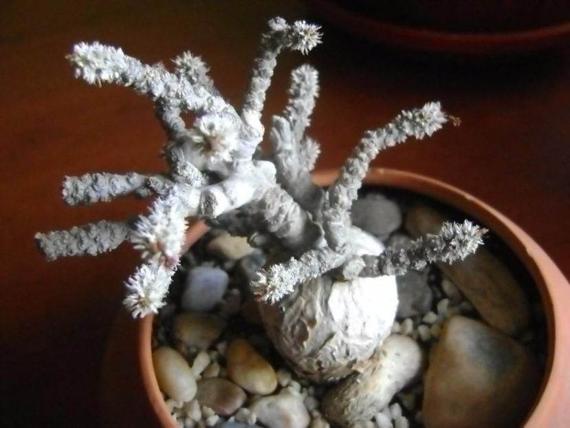 Euphorbia suzannae-marnierae - Caudiciforme si bulbi 2017