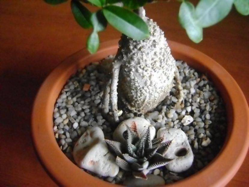 Fockea edulis & Haworthia limifolia - Caudiciforme si bulbi 2017
