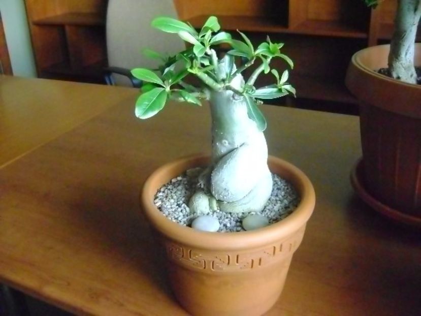 Adenium obesum - Caudiciforme si bulbi 2017