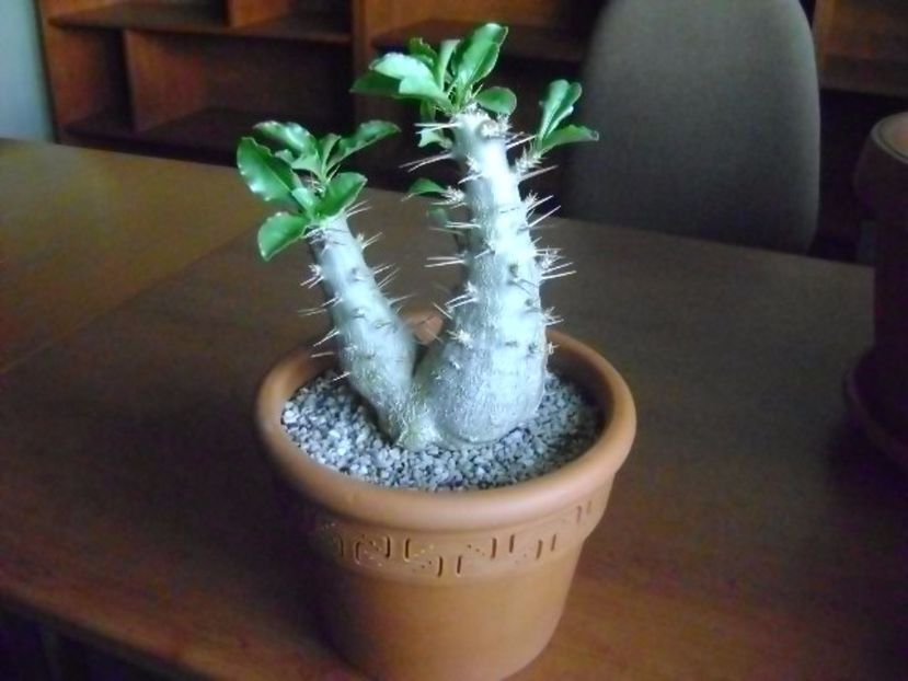 Pachypodium saundersii - Caudiciforme si bulbi 2017