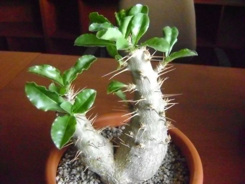 Pachypodium saundersii - Caudiciforme si bulbi 2017