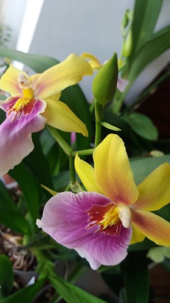  - Miltonia sunset