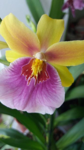  - Miltonia sunset
