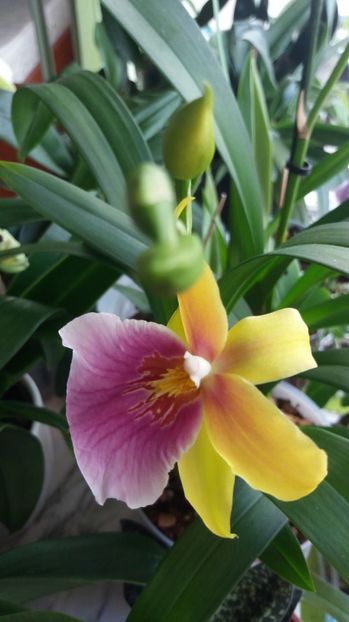  - Miltonia sunset