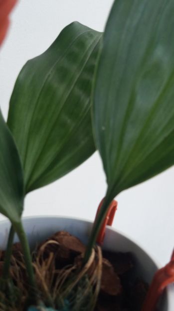 Stanhopea tigrina - Stanhopea tigrina