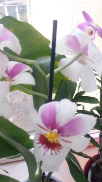  - Miltoniopsis