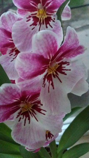  - Miltoniopsis